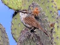 A10A0281Boucards_Wren