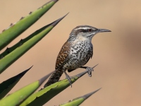 A10A0311Boucards_Wren