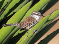 A10A0317Boucards_Wren