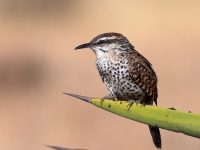 A10A0331Boucards_Wren