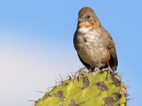 A10A0372White-throated_Towhee