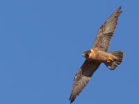 A10A0384Peregrine_Falcon