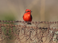 A10A0399Vermilion_Flycatcher