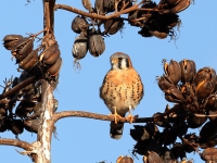 A10A0403American_Kestrel
