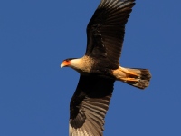 A10A0419Crested_Caracara