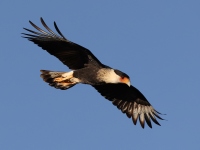 A10A0427Crested_Caracara
