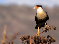 A10A0432Crested_Caracara