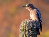 A10A0474Gray-breasted_Woodpecker