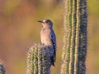 A10A0484Gray-breasted_Woodpecker