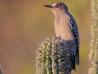 A10A0491Gray-breasted_Woodpecker