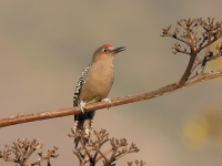 A10A0513Gray-breasted_Woodpecker