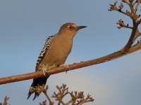 A10A0547Gray-breasted_Woodpecker