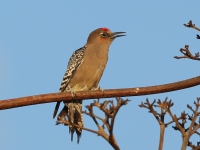 A10A0569Gray-breasted_Woodpecker