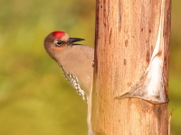 A10A0600Gray-breasted_Woodpecker