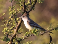 A10A0613Nuttings_Flycatcher