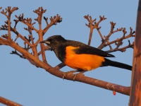 A10A0643Black-vented_Oriole
