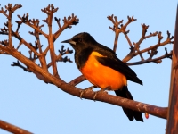 A10A0650Black-vented_Oriole