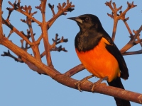 A10A0658Black-vented_Oriole