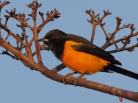 A10A0668Black-vented_Oriole
