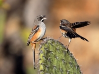 A10A0709Bridled_Sparrow