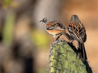 A10A0715Bridled_Sparrows