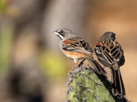 A10A0717Bridled_Sparrow
