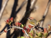 A10A0746Rufous-Capped_Warbler