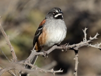 A10A0768Bridled_Sparrow