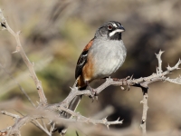 A10A0776_Bridled_Sparrow