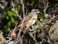 A10A0792Bridled_Sparrow