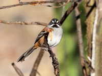 A10A0803Bridled_Sparrow