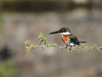 A10A0831Male_Green_Kingfisher