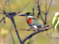 A10A0849Green_Kingfisher