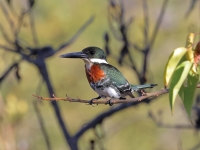 A10A0850Male_Green_Kingfisher