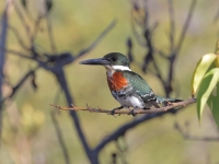 A10A0851Male_Green_Kingfisher