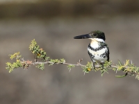 A10A0873Female_Green_Kingfisher