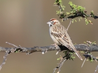 A10A0893Lark_Sparrow