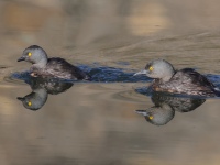 A10A0922Least_Grebes