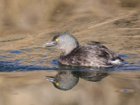 A10A0927Least_Grebe