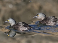 A10A0935Least_Grebes