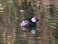 A10A0941Least_Grebe