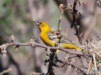 A10A0948Hooded_Oriole