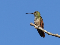 A10A0965Berylline_Hummingbird