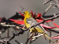 A10A1005Hooded_Oriole
