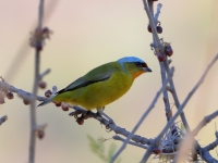 A10A1053Female_Elegant_Euphonia