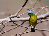 A10A1067Female_Elegant_Euphonia