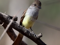 A10A1075Nuttings_Flycatcher