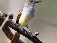 A10A1077Nuttings_Flycatcher