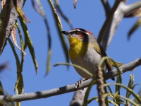 A10A1084Rufous-capped_Warbler