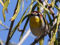 A10A1088Rufous-capped_Warbler